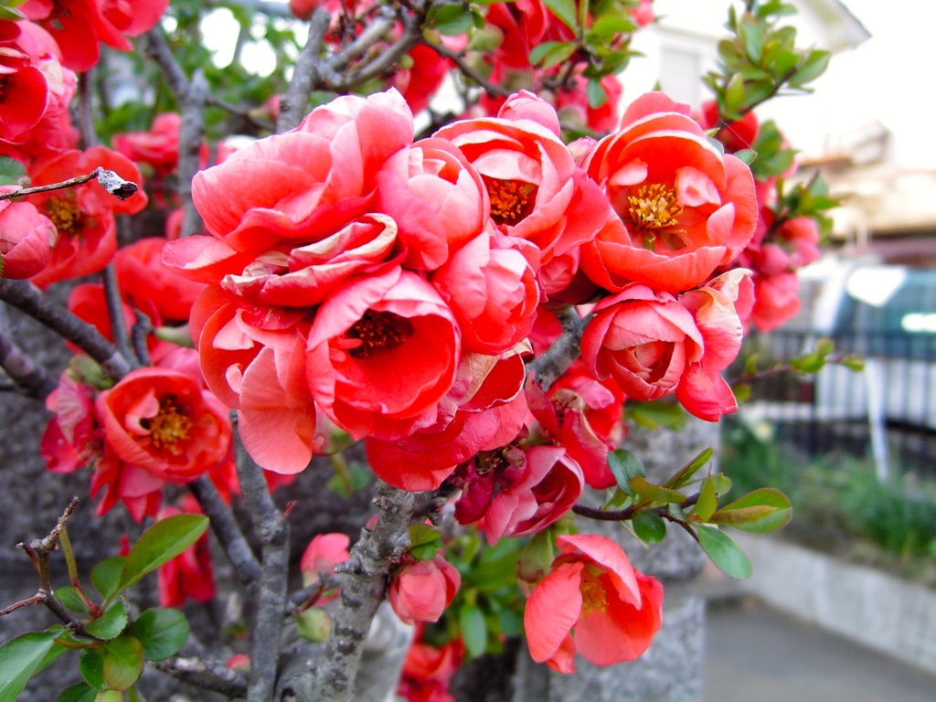 2003年のオールドコンデジだよーん