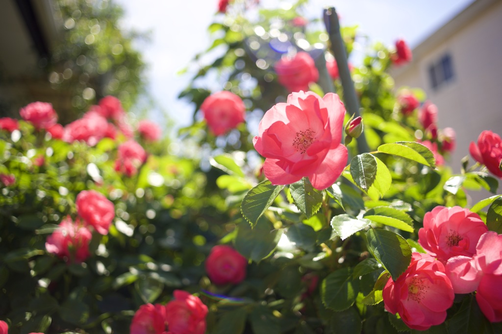 ミノルタのオールドレンズだよーん