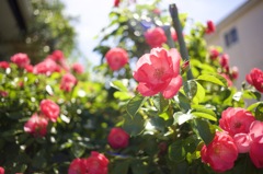 ミノルタのオールドレンズだよーん