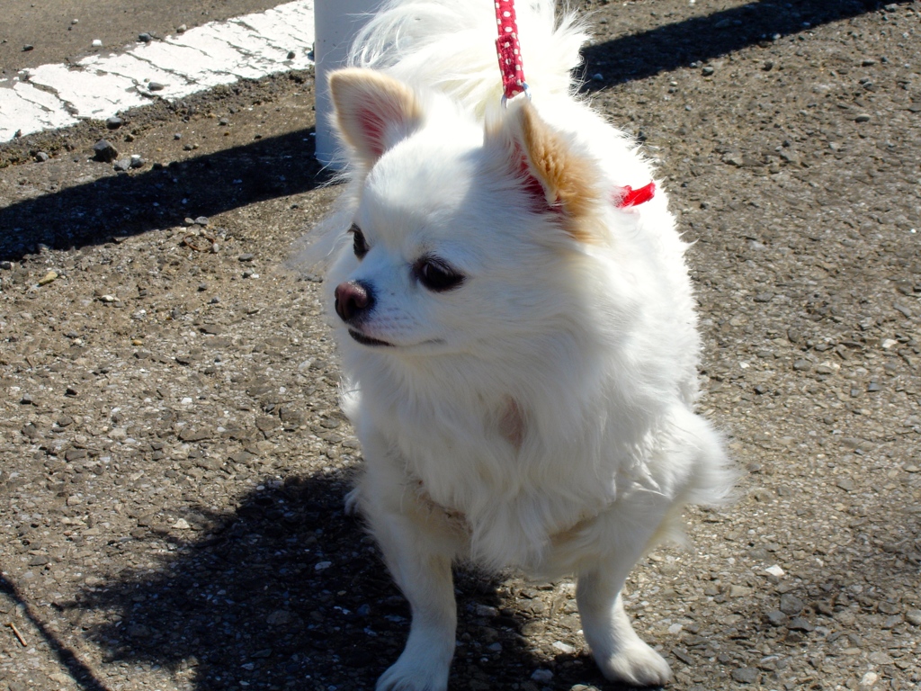 愛犬と散歩 Oコンデジ