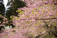 「平成の花咲か爺」に感謝