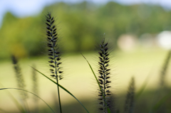 散歩　AF F1.4で秋本番を楽しむ