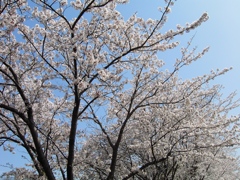 CONTAX Tvs DIGITALだよーん