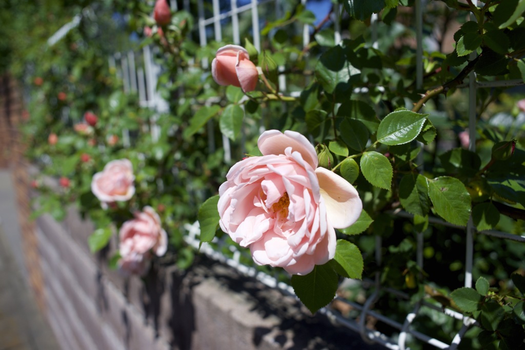 ミノルタのオールドレンズだよーん