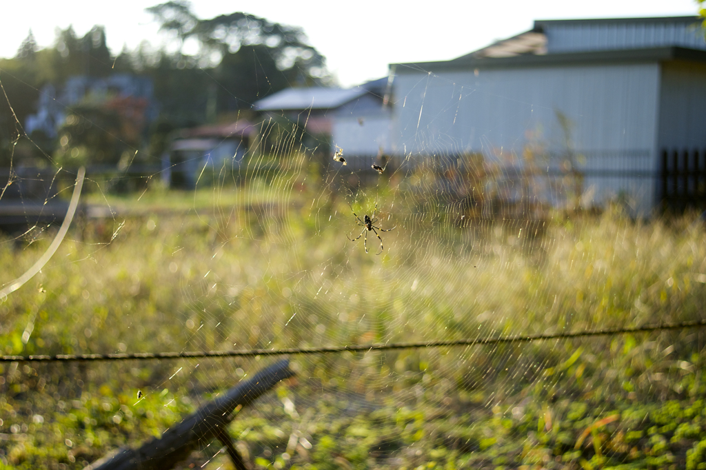 POLARIZERフィルターで 続き