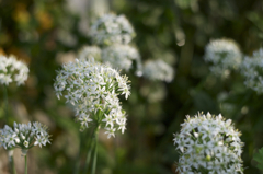 オールドレンズ２　雨上がりにて