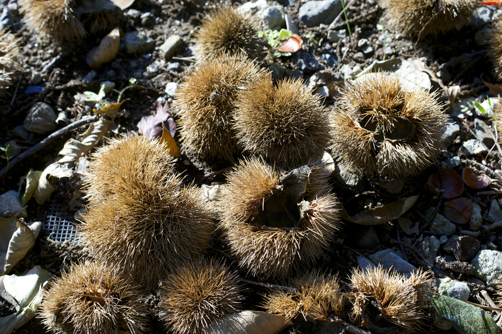 POLARIZERフィルターで