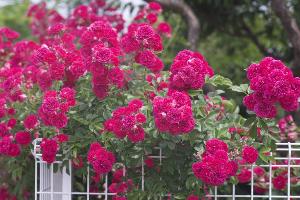 オールドRIKENONだよーん