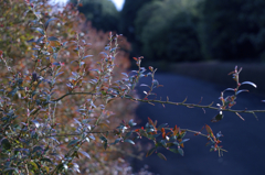 千葉県花植木センターにて