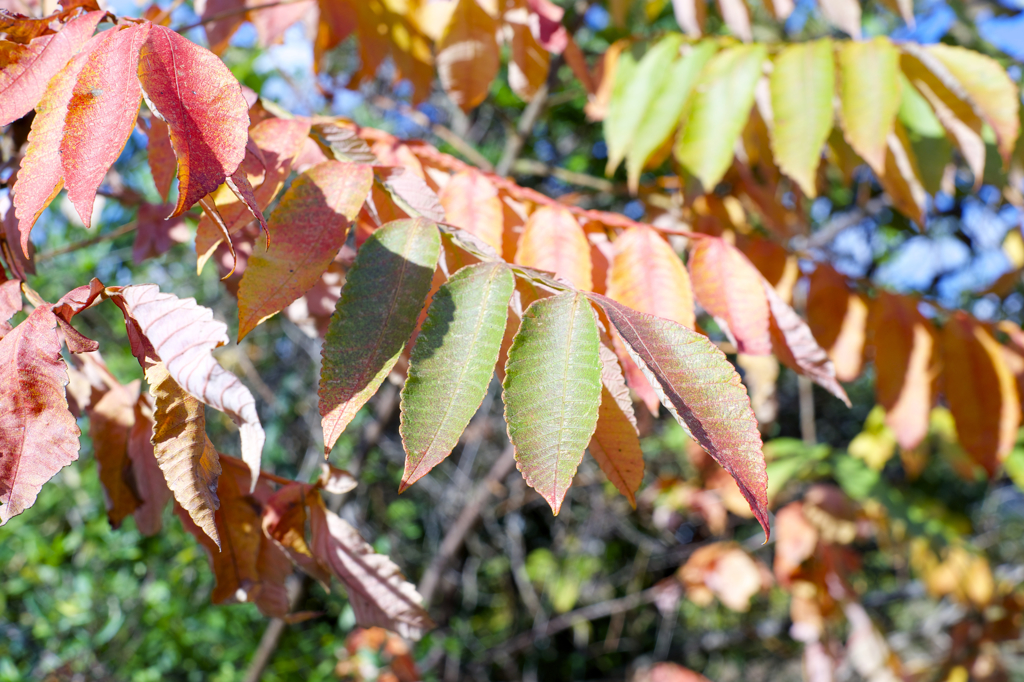 秋晴れ　病院にて　オールドレンズ