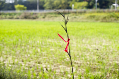 散歩　AF F1.4で秋本番を楽しむ