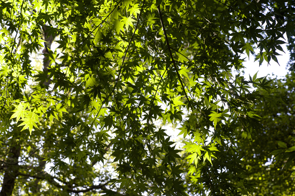 秋晴れ　病院にて　オールドレンズ