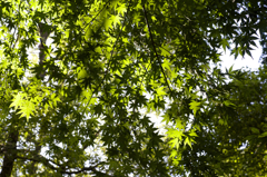 秋晴れ　病院にて　オールドレンズ