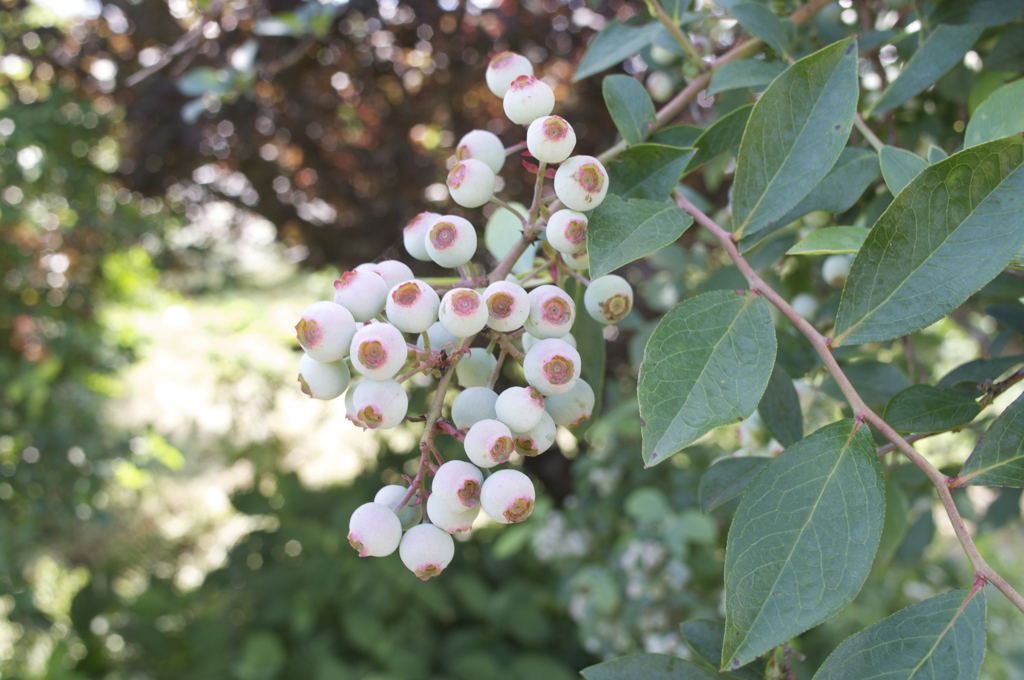 何の実でしょう