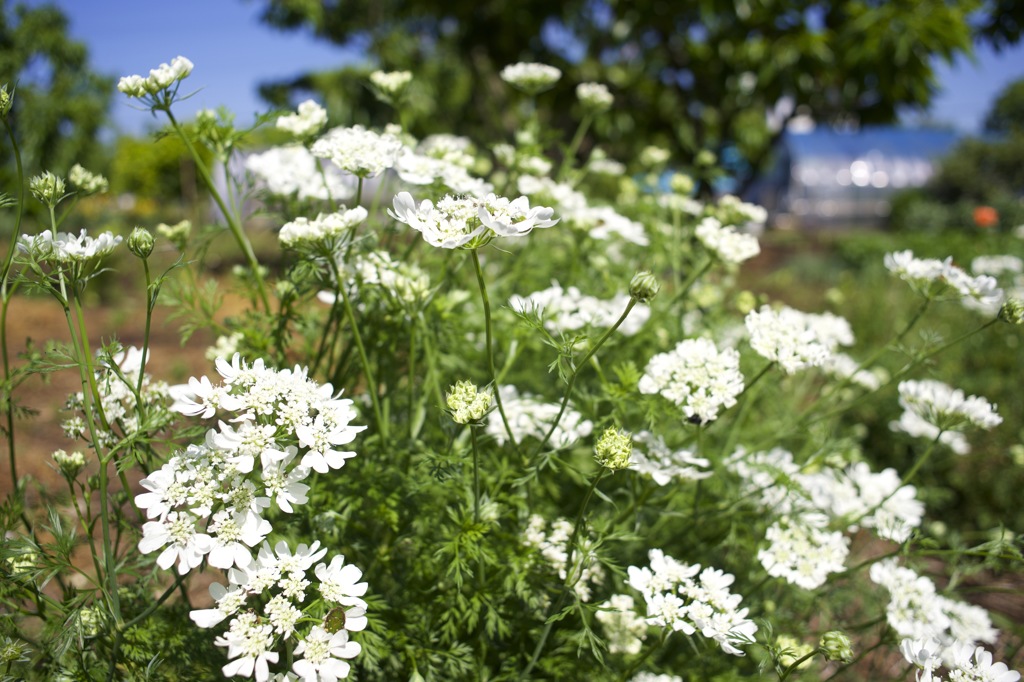 ミノルタのオールドレンズだよーん