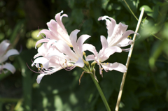 薮で見つけた百合？