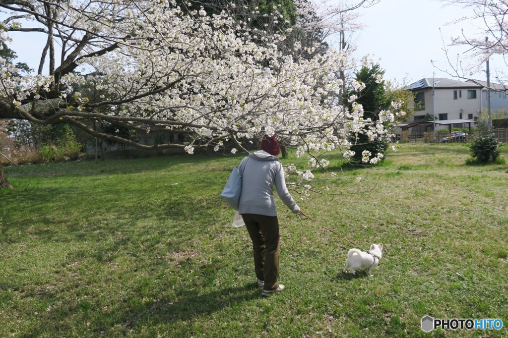 シーちゃんとお花見