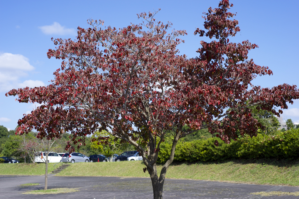 秋晴れ　病院にて　オールドレンズ