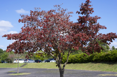 秋晴れ　病院にて　オールドレンズ