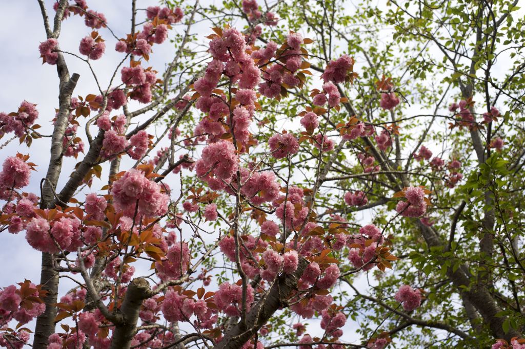 ARマウントのコニカだよーん