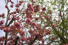 ARマウントのコニカだよーん