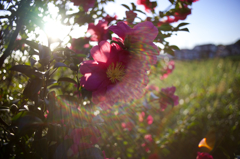 陽が傾いて　逆光