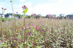 ソバの花