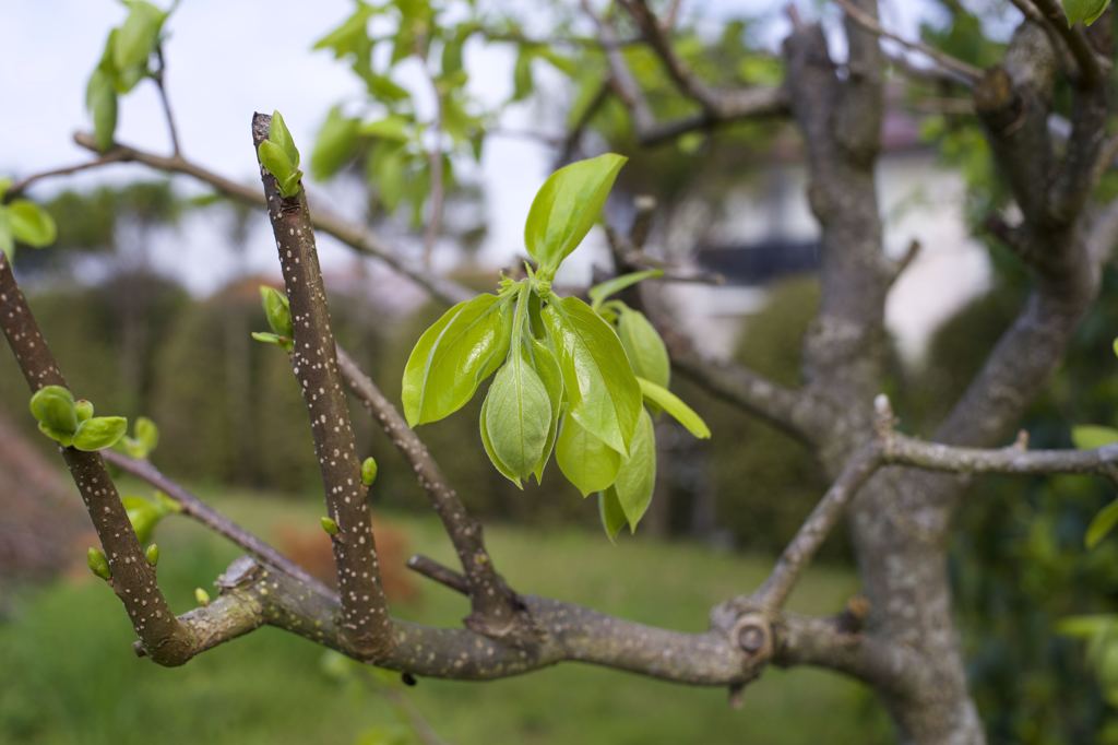 ARマウントのコニカだよーん