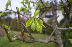 ARマウントのコニカだよーん