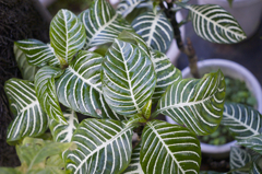 千葉県花植木センターにて