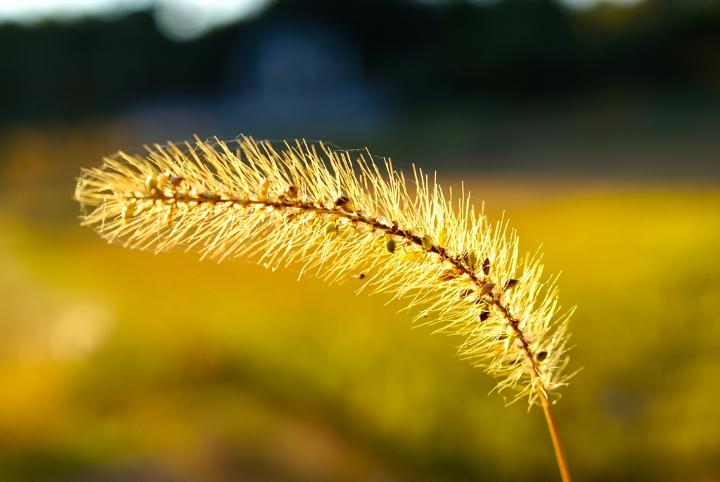 一瞬の輝き　雑草