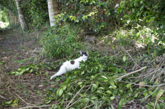 猫君も私にびっくり