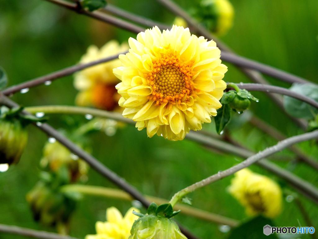 雨が止まないんだよーん