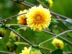 雨が止まないんだよーん