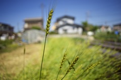 ミノルタのオールドレンズだよーん