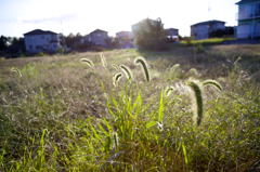 陽が傾いて　逆光