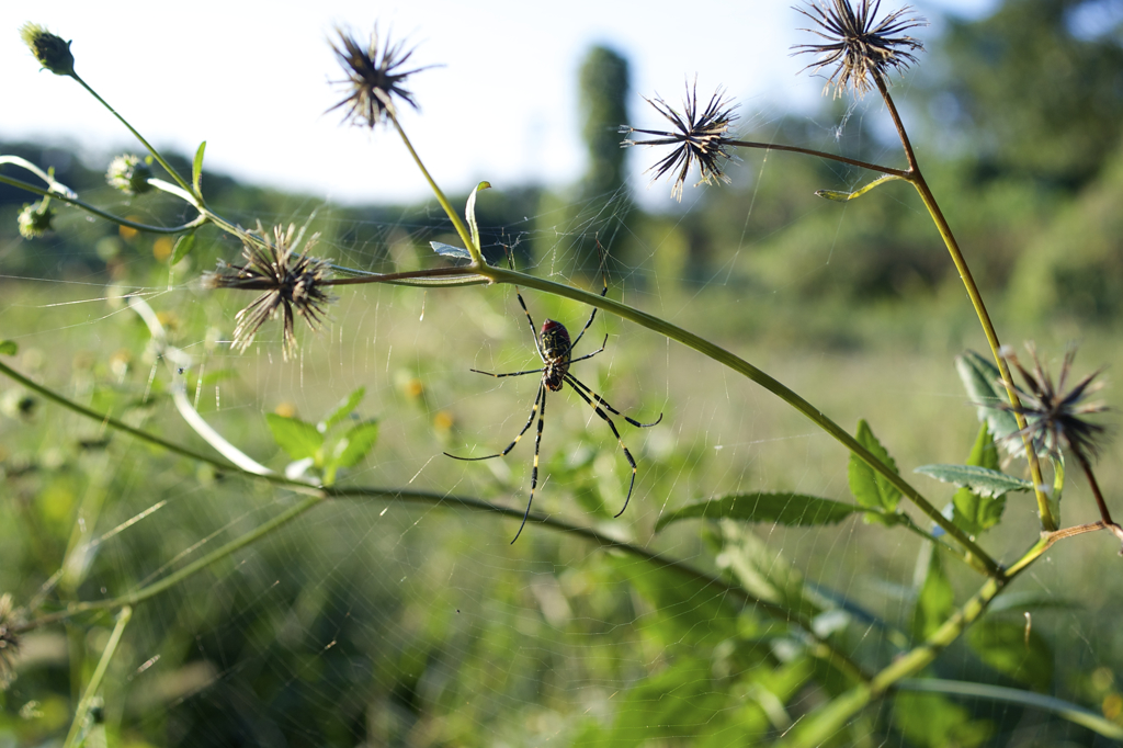 POLARIZERフィルターで 続き