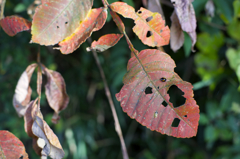 散歩　AF F1.4で秋本番を楽しむ