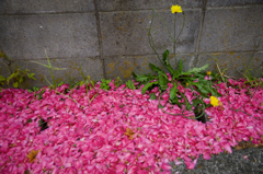 お散歩　初撮影