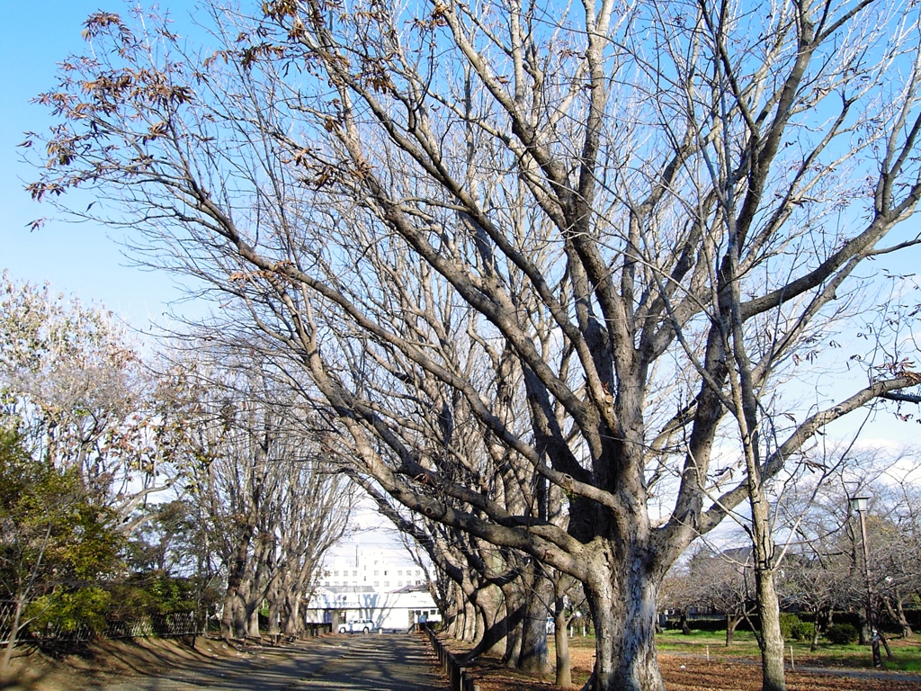 12年前のカメラだよ　５００万画素