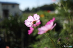 秋桜（コスモス）