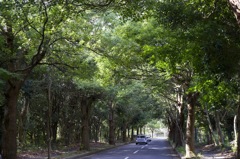 秋晴れ　病院にて　オールドレンズ
