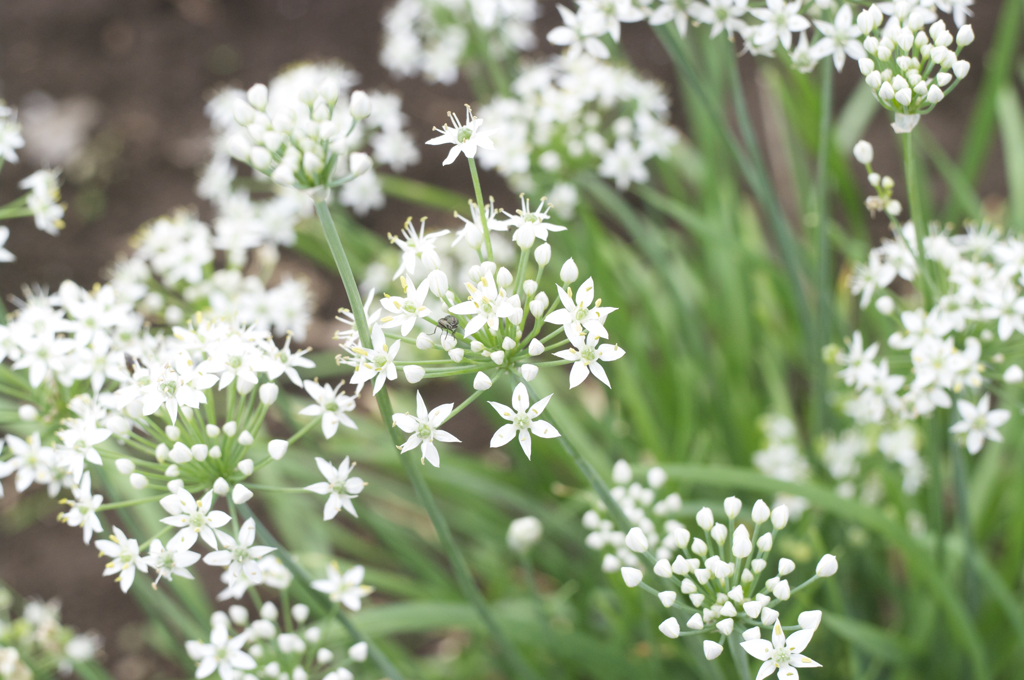 オールドレンズ