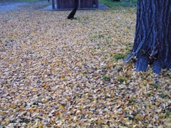 いよいよ冬ですね