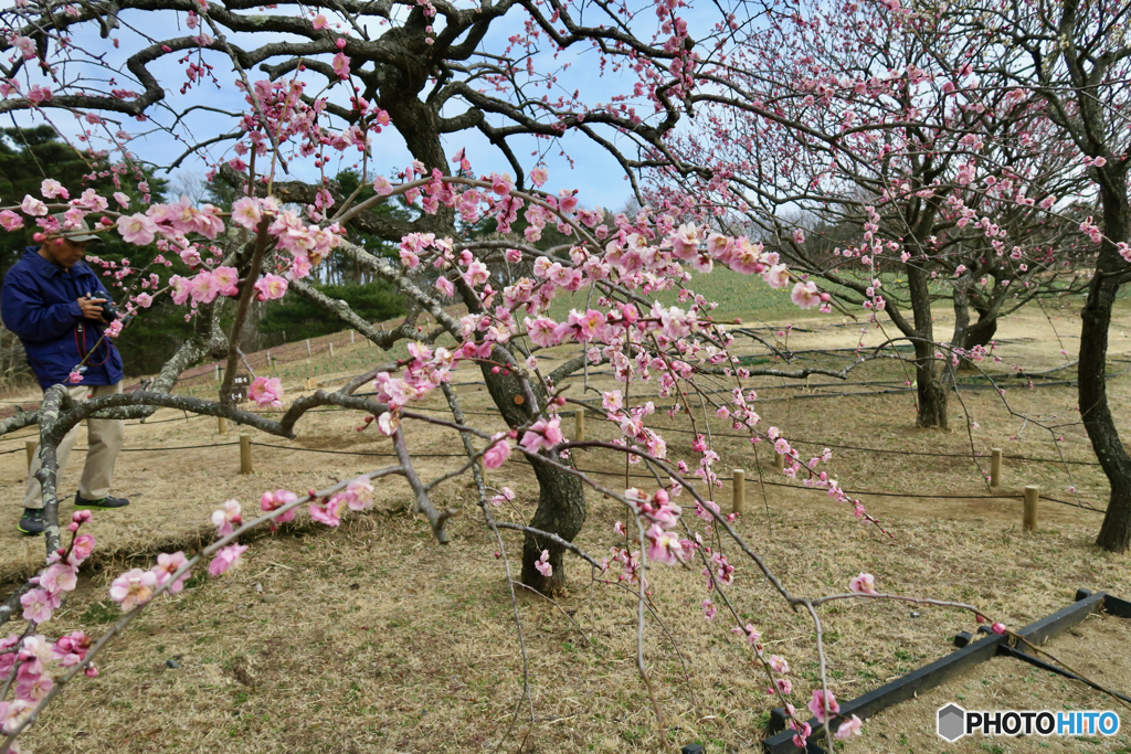 梅は難しいですね