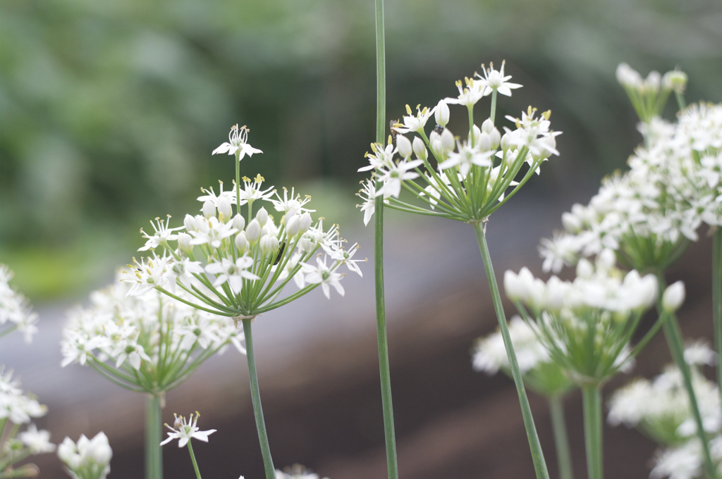 オールドレンズ