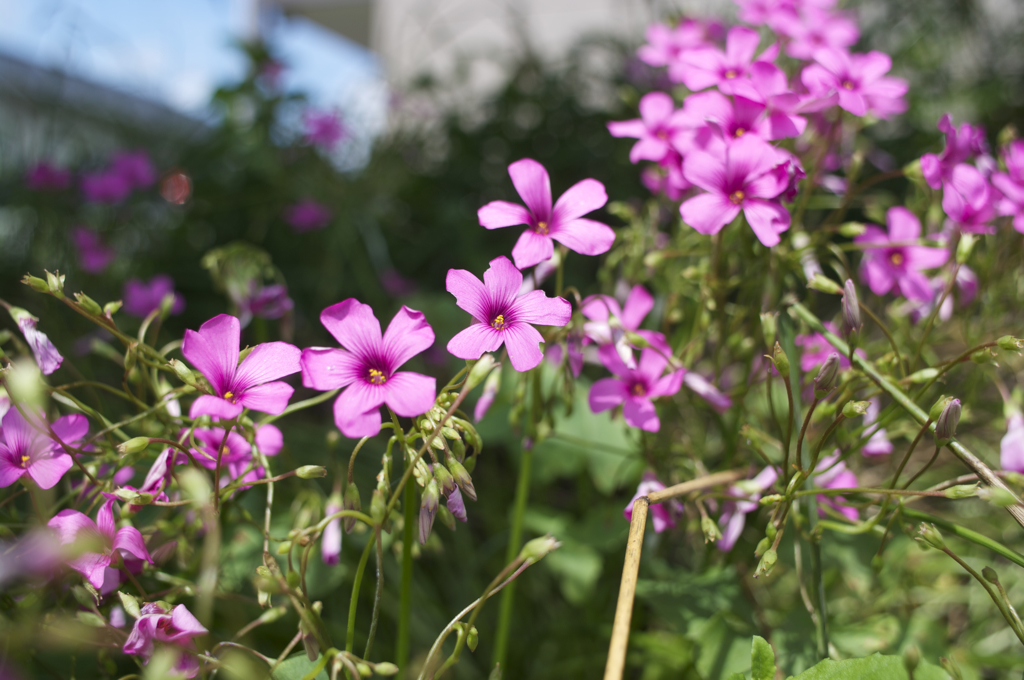 この色に惹かれました