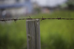 国産の古いレンズで３。秋の始まり