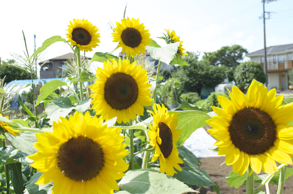 ひまわりが咲き揃いました