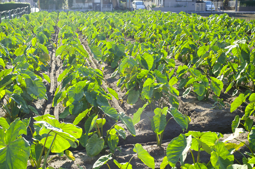 POLARIZERフィルターで